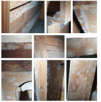 Kacheln, die Schimmel auf Holz zeigen (Fotos: IDK)